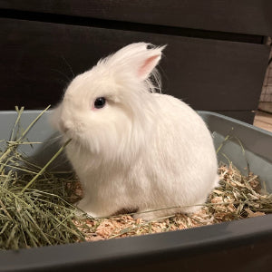 Fresh Timothy hay for rabbits and guinea pigs in Markham